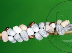 Libelloides-macaronius_выход-личинок